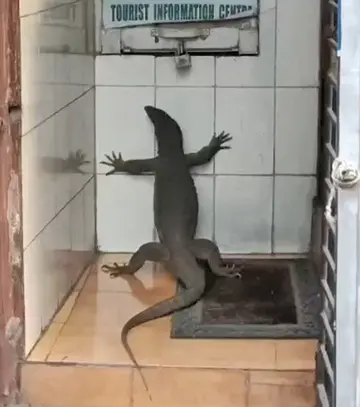 നഗരമധ്യത്തിലിറങ്ങിയ ഉടുമ്പ്‌