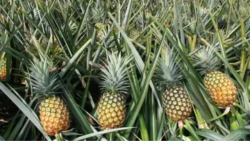 Pineapple Rate