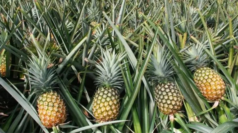 Pineapple Rate