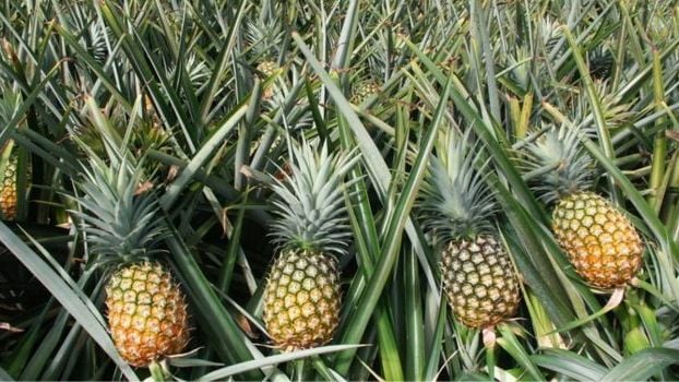 Pineapple Rate