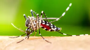 Viral Fever