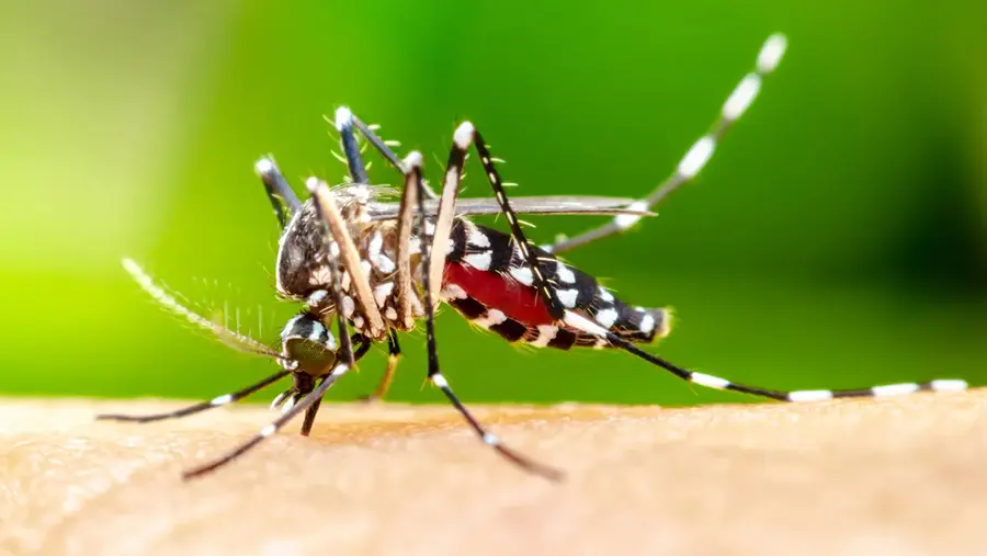 Viral Fever