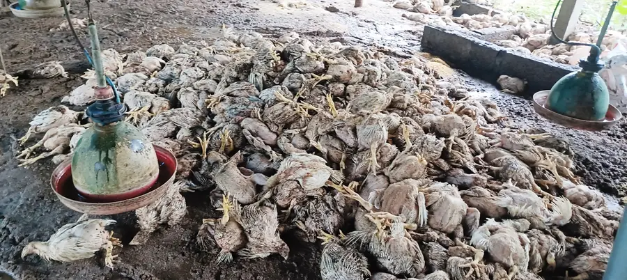 കനത്ത മഴയിൽ വഴിക്കടവ് പൂവ്വത്തിപൊയിലിൽ പുലിയോടൻ ജാഫറിന്റെ
കോഴിഫാമിൽ 2000 കോഴികൾ ചത്ത നിലയിൽ