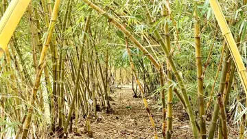 A bamboo grove in Vadakancherry