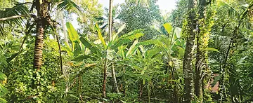 ചെന്നിത്തല  സ്വദേശി കെ കലാധരന്റെ വീട്ടുവളപ്പിലെ വാഴകൃഷിത്തോട്ടം