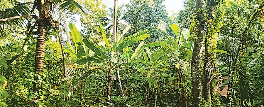 ചെന്നിത്തല സ്വദേശി കെ കലാധരന്റെ വീട്ടുവളപ്പിലെ വാഴകൃഷിത്തോട്ടം