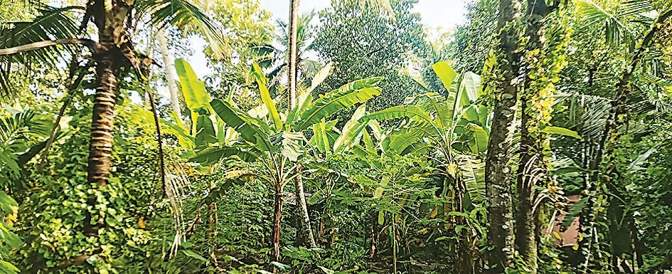 ചെന്നിത്തല  സ്വദേശി കെ കലാധരന്റെ വീട്ടുവളപ്പിലെ വാഴകൃഷിത്തോട്ടം