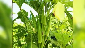 Vegetable cultivation