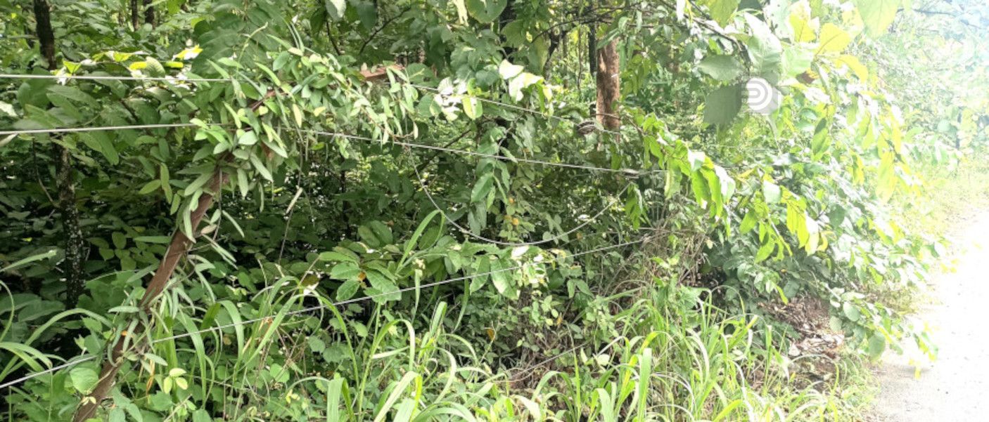 കുളത്തൂപ്പുഴയിൽ അന്തർസംസ്ഥാന പാതയോരത്ത് സൗരവേലി കാട്മൂടിയ നിലയിൽ