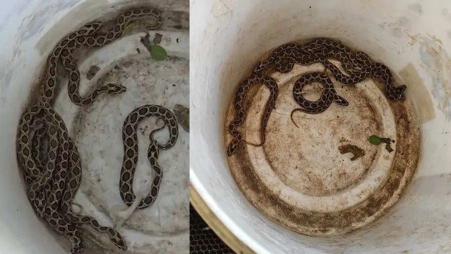 Vipers Rescued