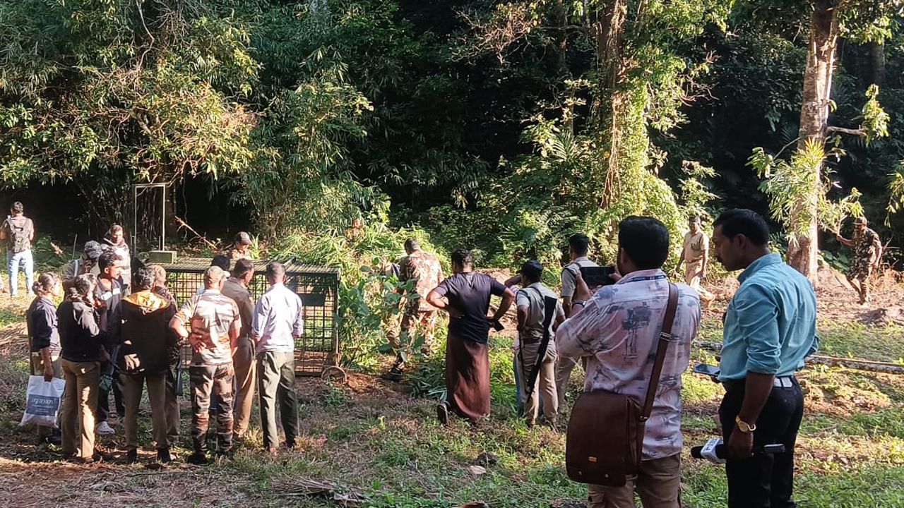 WAYANAD TIGER
