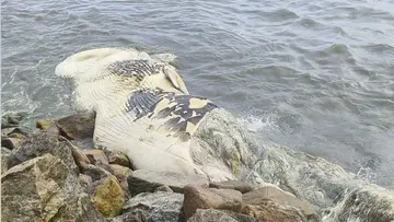 WHALE.