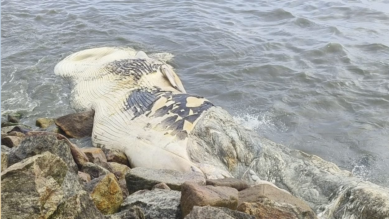 WHALE.