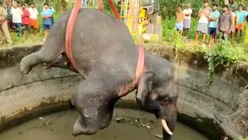 WILD Elephen