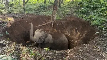 WILD ELEPHANT PIT