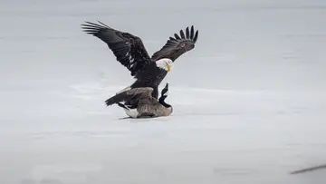 america caneda birds