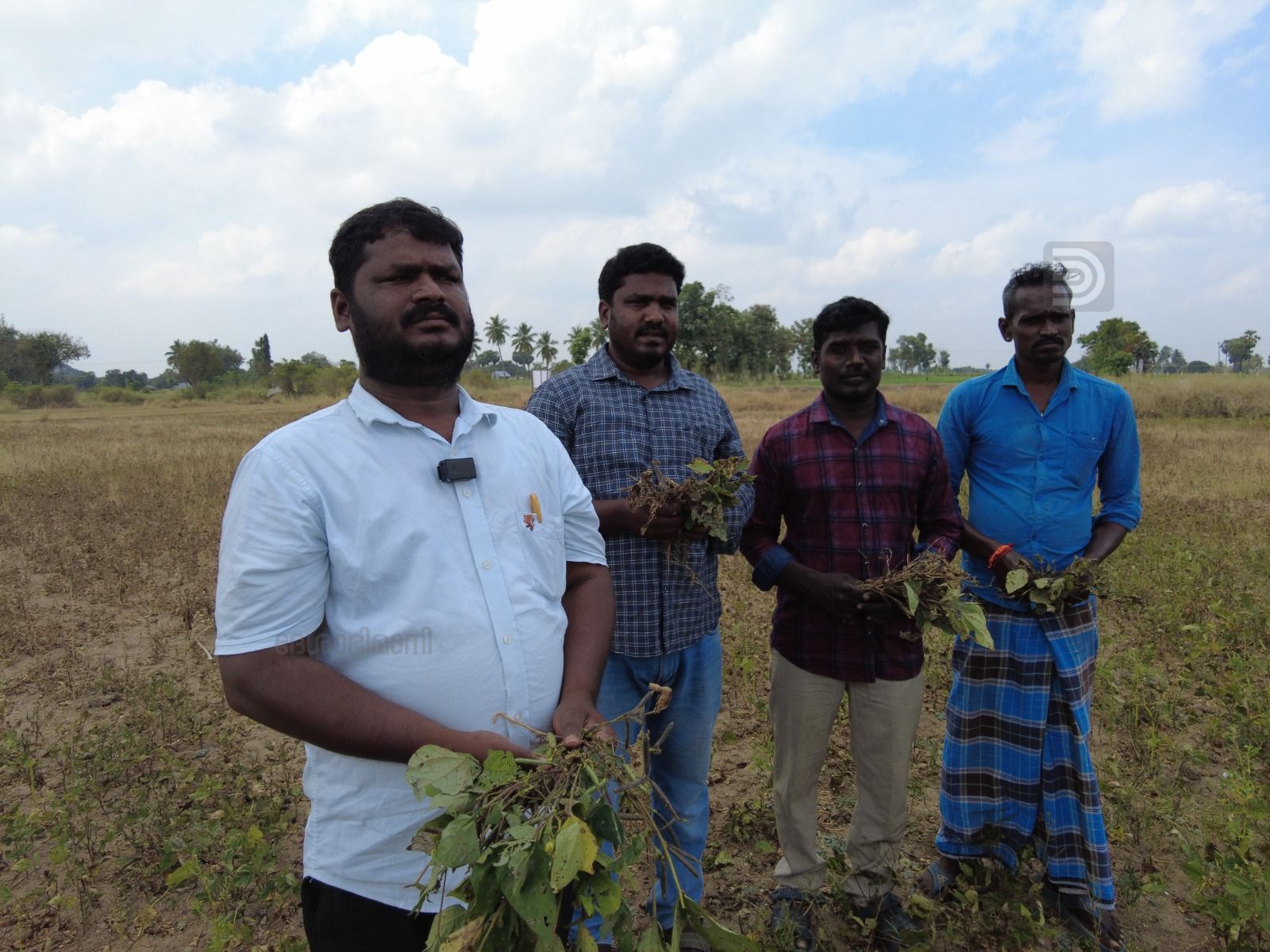 Damaged crops
