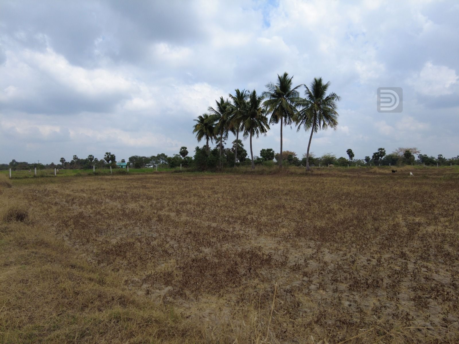 PANCHAMI LAND