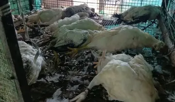 അജ്ഞാത ജീവി കൊന്നിട്ട മടയത്ത് സാജുവിന്റെ വീട്ടിലെ മുട്ടക്കോഴികൾ