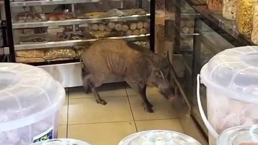 Wild Boar.Jpg