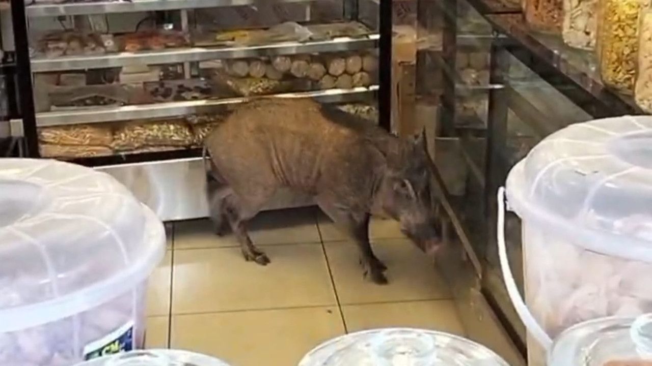 Wild Boar.Jpg