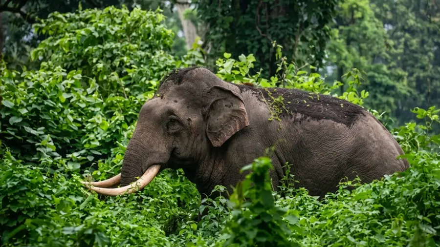 Wild Elephant.jpg