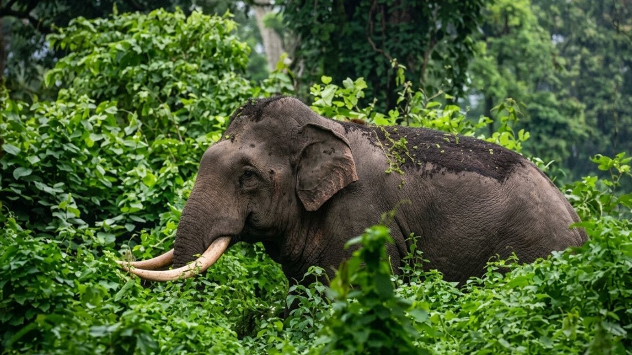 Wild Elephant.jpg