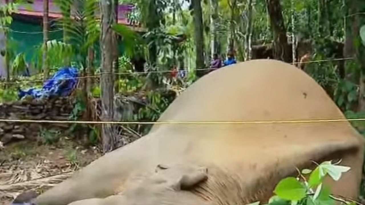 Wild Elephant Dies.jpg
