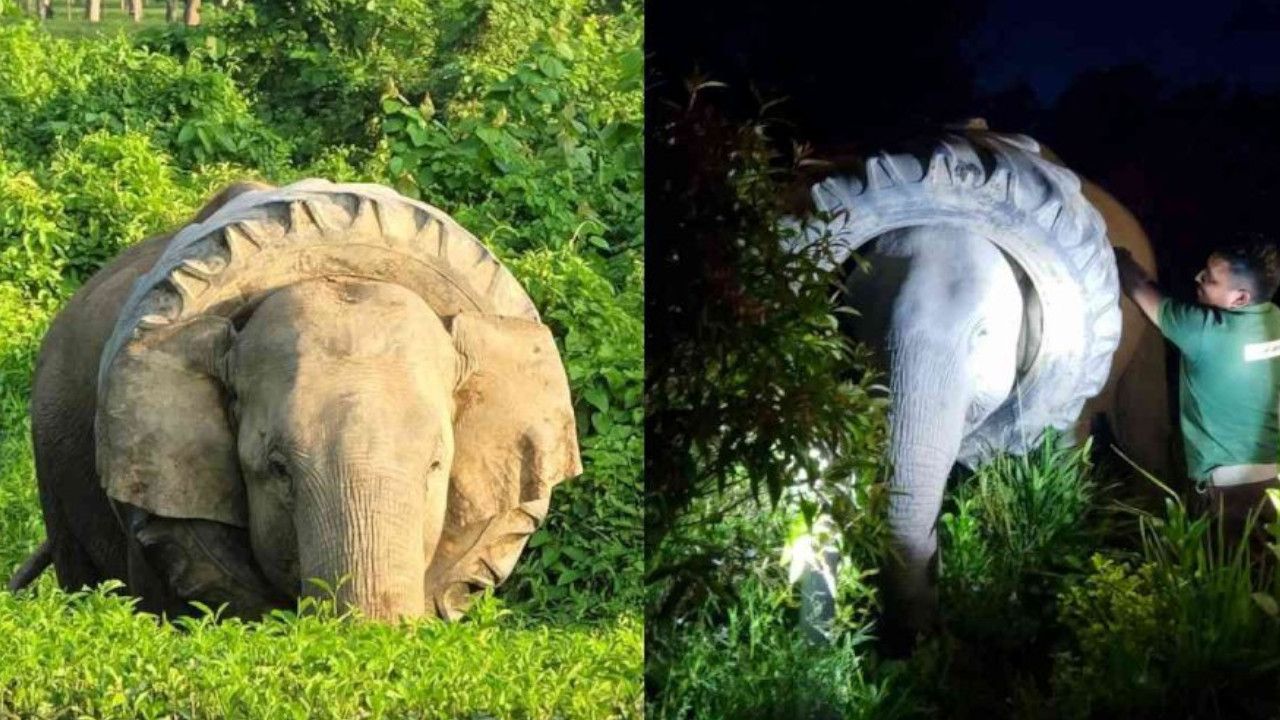 Wild Elephant with Tyre Stuck.jpg