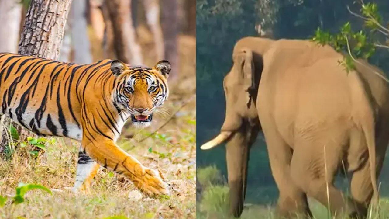 Wild animal attack