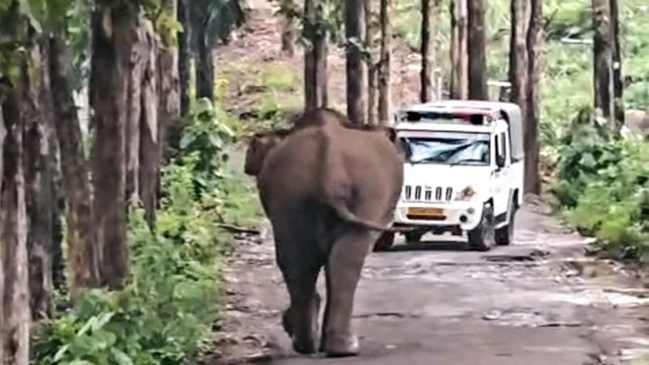 Wild Elephant