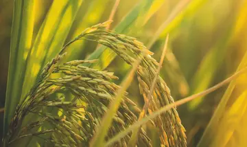 Paddy cultivation
