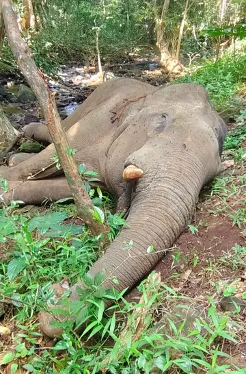 മുനിത്തടം ക്ഷേത്രത്തിന് സമീപം ചരിഞ്ഞ
നിലയില് കണ്ടെത്തിയ കൊമ്പന്