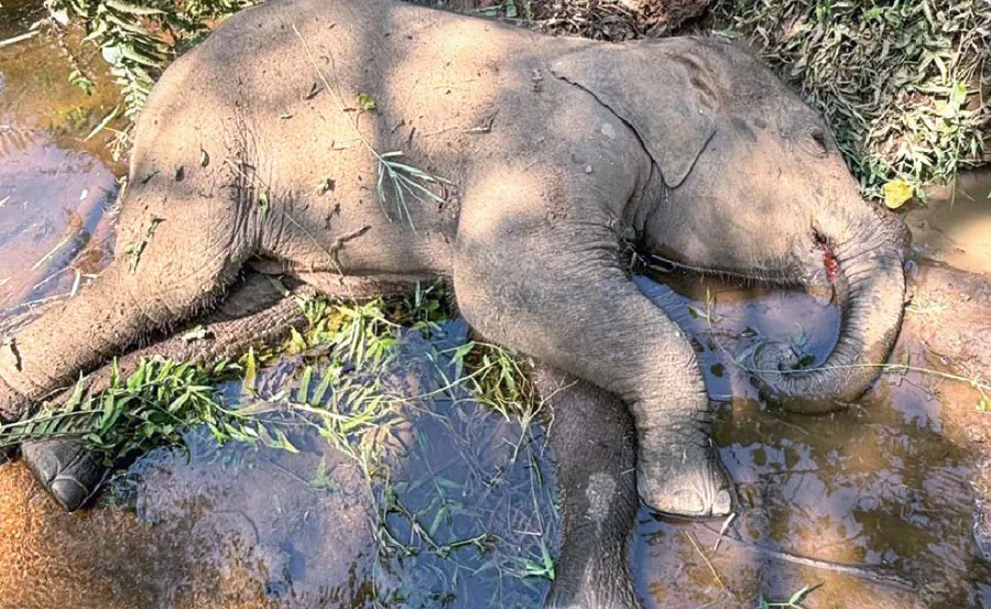 wild elephant