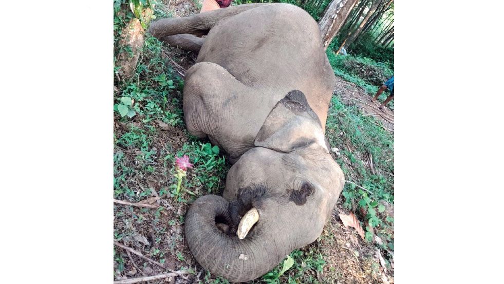 The body of a wild elephant
