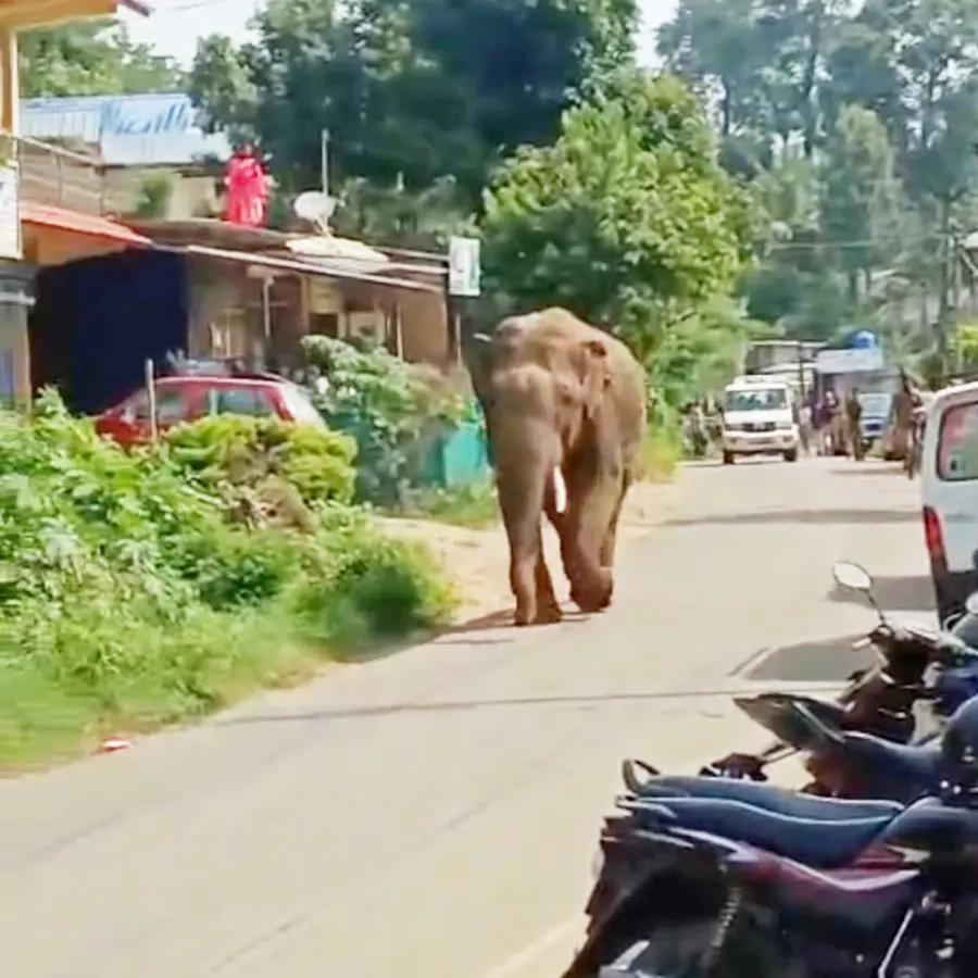 കാട്ടാന