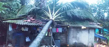 കാട്ടാനയുടെ പരാക്രമം