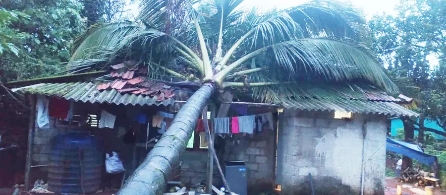കാട്ടാനയുടെ പരാക്രമം