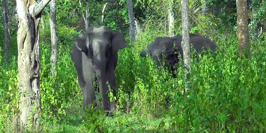 Wild Animals Encounter