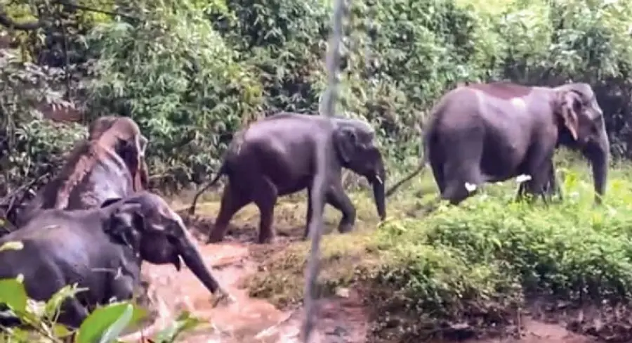 Wild Animals Encounter