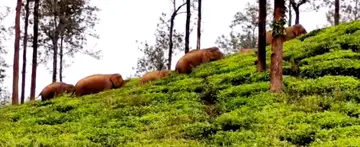 കാട്ടാനക്കൂട്ടം