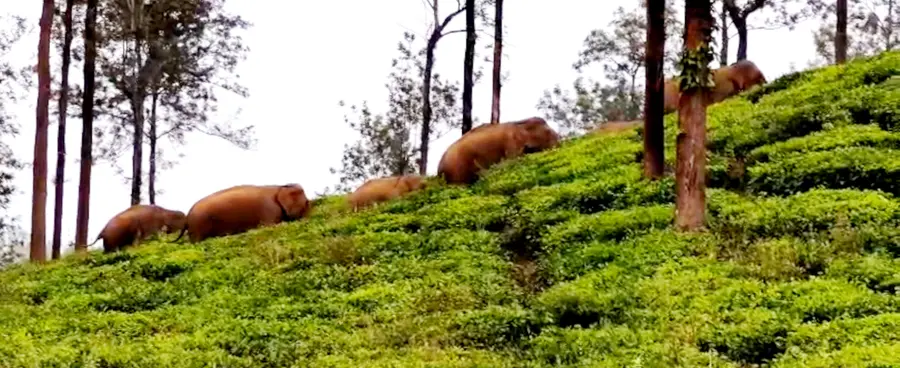 കാട്ടാനക്കൂട്ടം