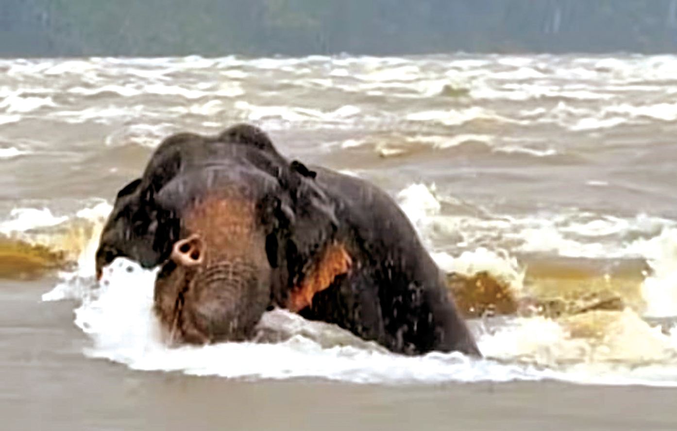 പുളിയിലപ്പാറയില്‍ ചാലക്കുടിപ്പുഴയുടെ നടുവില്‍ കുടങ്ങിയ കാട്ടാന