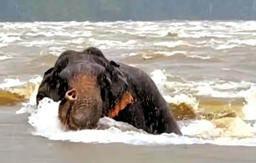 പുളിയിലപ്പാറയില് ചാലക്കുടിപ്പുഴയുടെ നടുവില് കുടങ്ങിയ കാട്ടാന