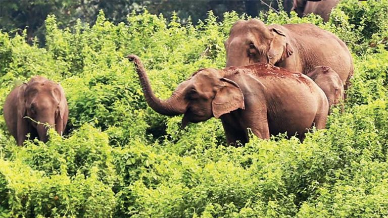 wild elephant encounters