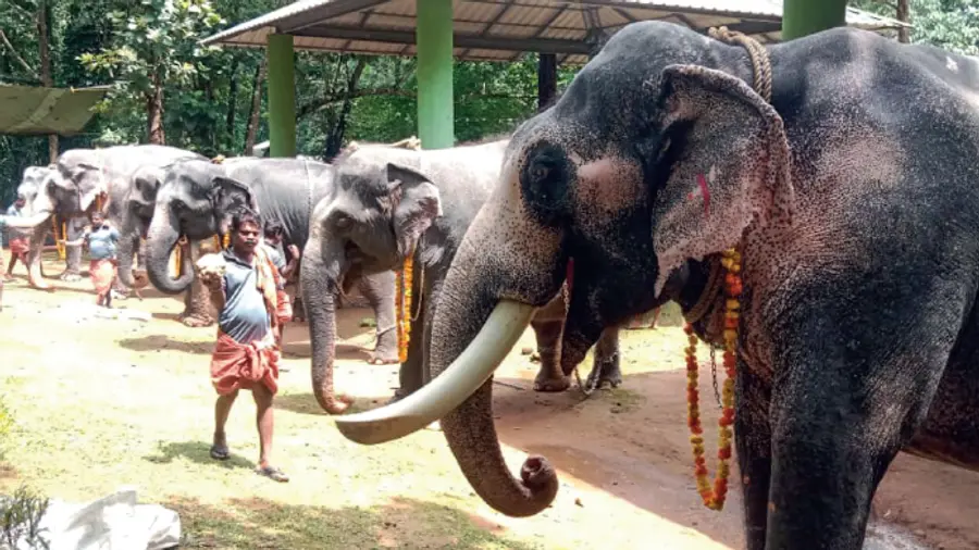 Elephant feeding