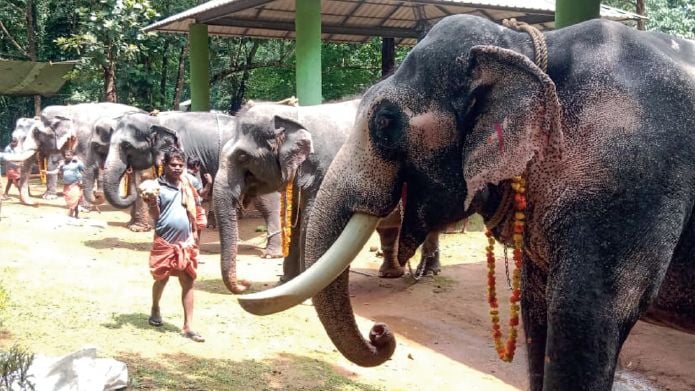 Elephant feeding