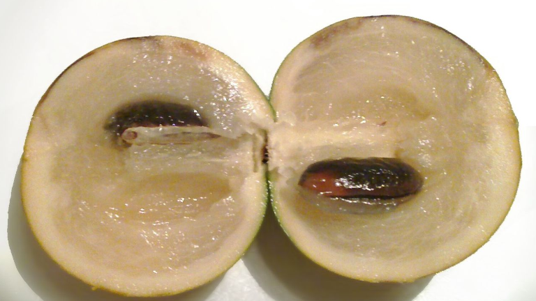 abiyu cut