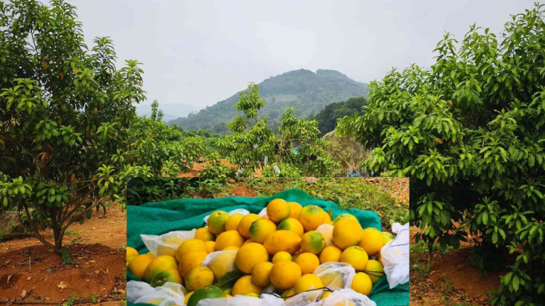abiyu