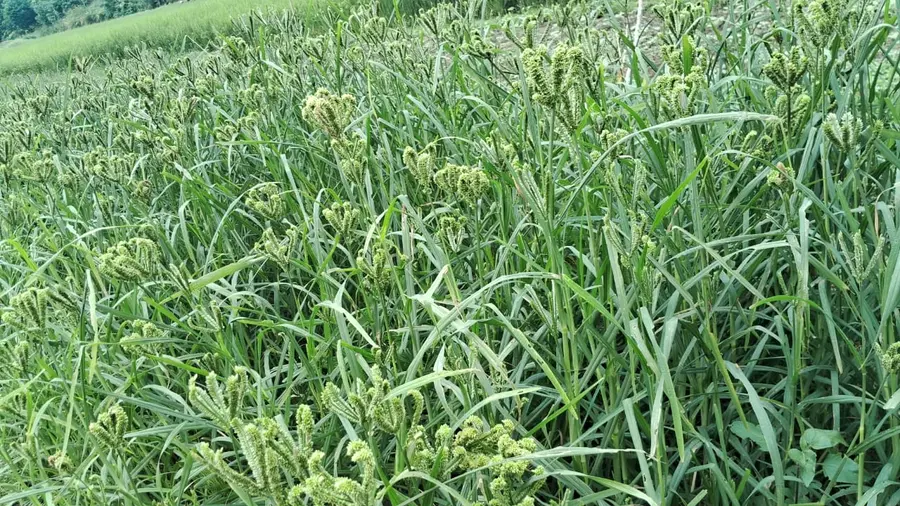 കുഞ്ചിപ്പെട്ടി തിന